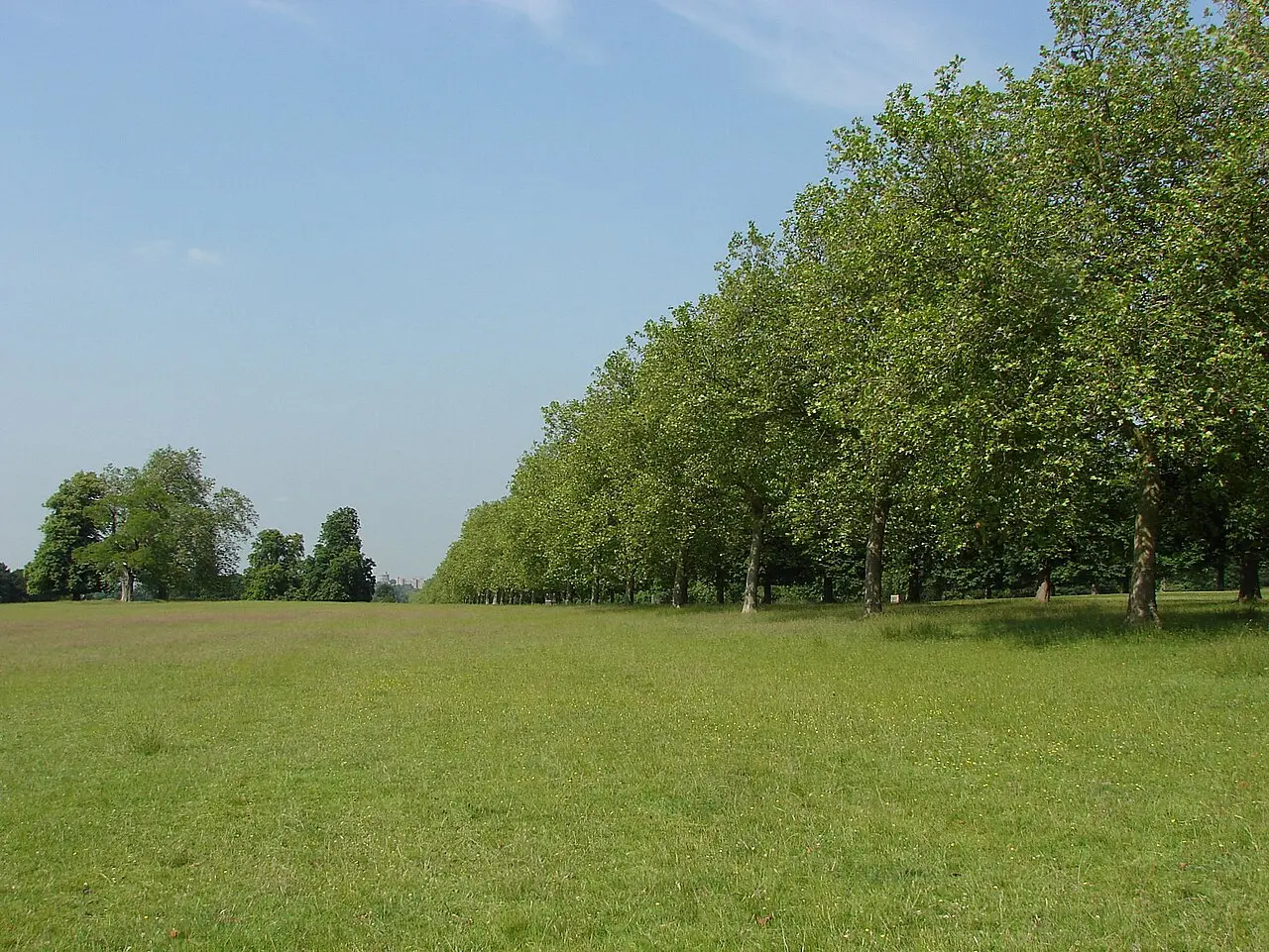 Open grass and trees along the Long Walk in Windsor Great Park